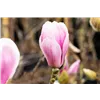 bellaflora Gartencenter GmbH
