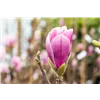 bellaflora Gartencenter GmbH