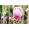 bellaflora Gartencenter GmbH