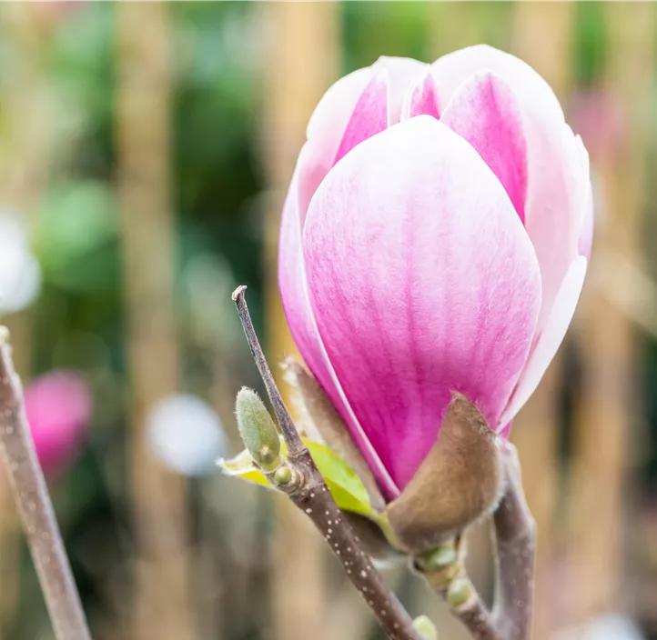 Tulpen-Magnolie 'Satisfaction'®