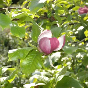 Magnolia soulangeana Lennei (Lieferartikel)