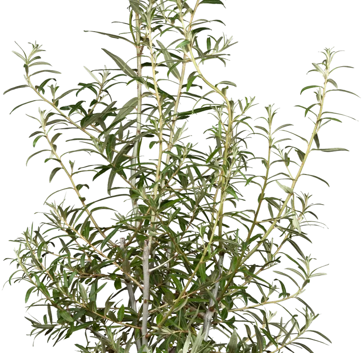 Sanddorn, männl.'Pollmix'