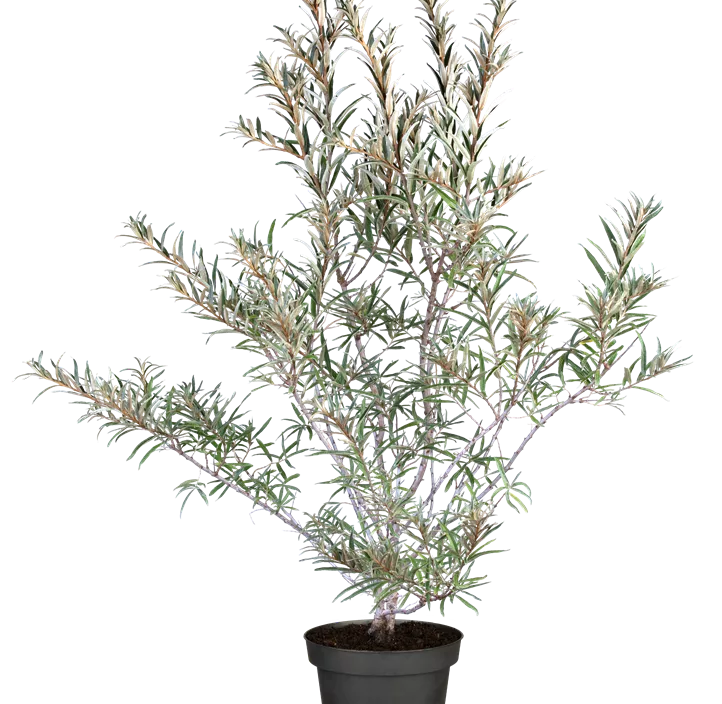 Sanddorn, männl.'Pollmix'