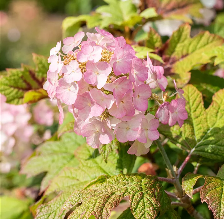 Eichenblättrige Hortensie 'Snow Queen'