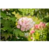bellaflora Gartencenter GmbH
