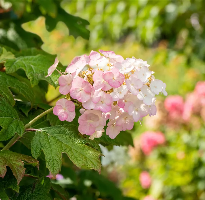 Eichenblättrige Hortensie 'Snow Queen'