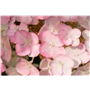 bellaflora Gartencenter GmbH