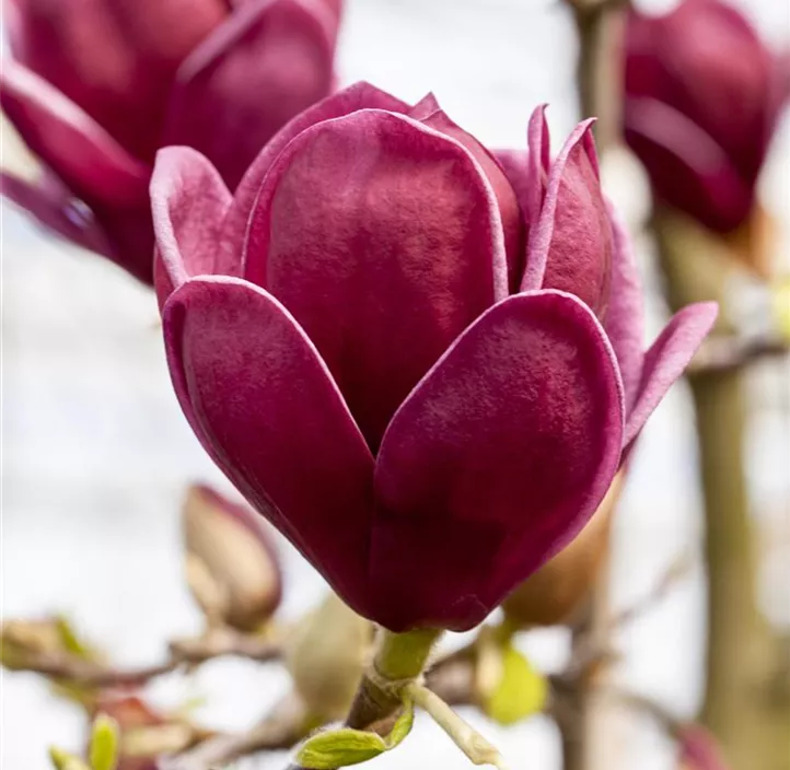 Tulpen-Magnolie 'Rustica Rubra'