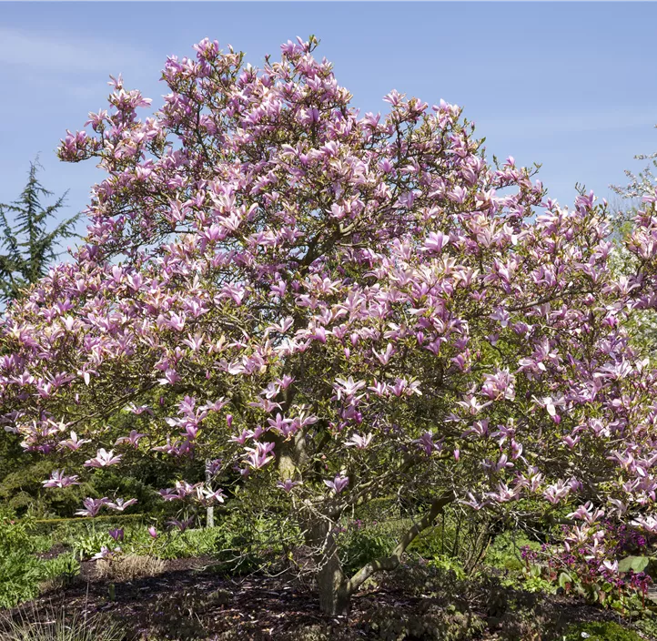 Großblumige Magnolie 'Galaxy'