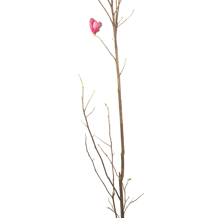 Großblumige Magnolie 'Galaxy'