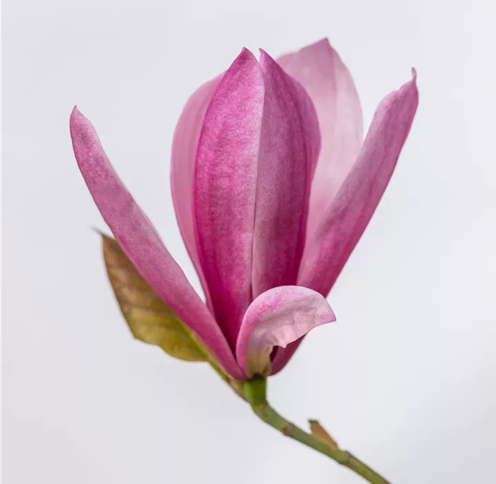 Großblumige Magnolie 'Galaxy'