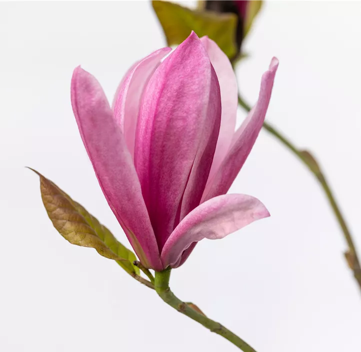 Großblumige Magnolie 'Galaxy'