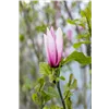 bellaflora Gartencenter GmbH