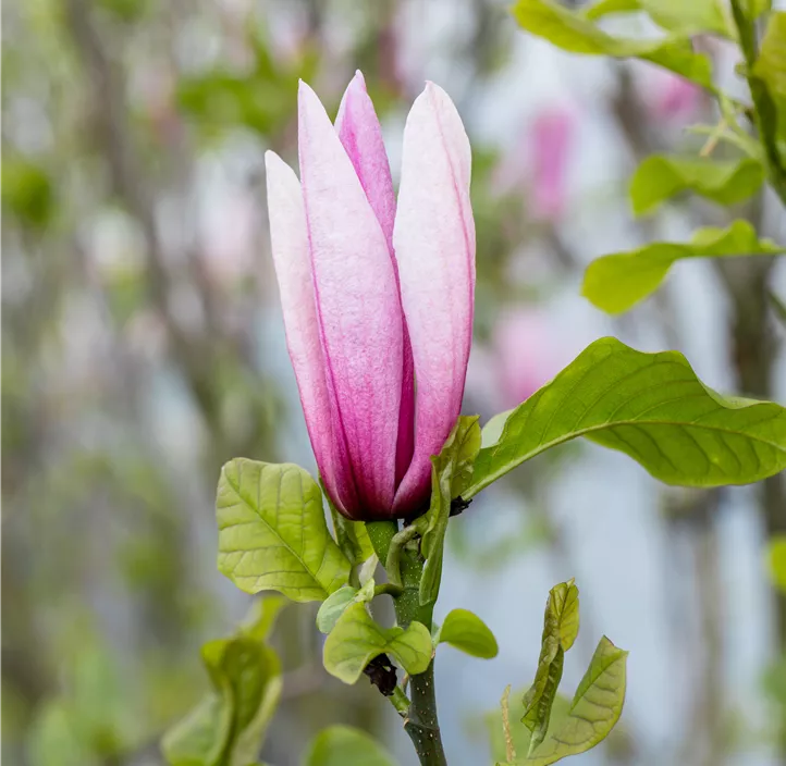 Großblumige Magnolie 'Galaxy'