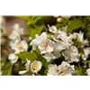 bellaflora Gartencenter GmbH