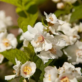 Philadelphus virginalis (Lieferartikel)