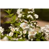 bellaflora Gartencenter GmbH