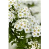 bellaflora Gartencenter GmbH