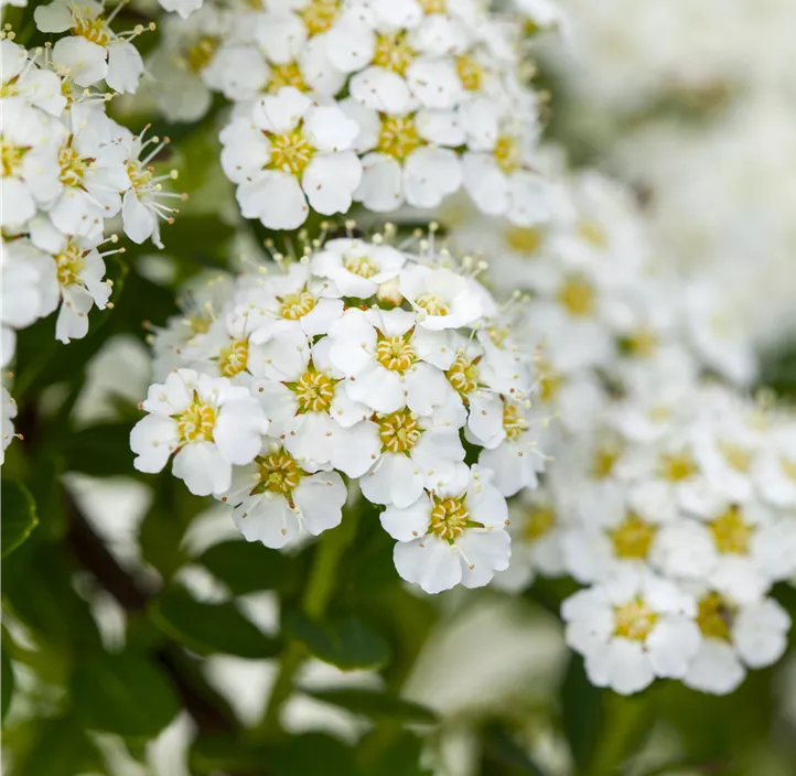 Brautspiere 'Compacta'