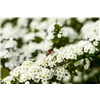 bellaflora Gartencenter GmbH