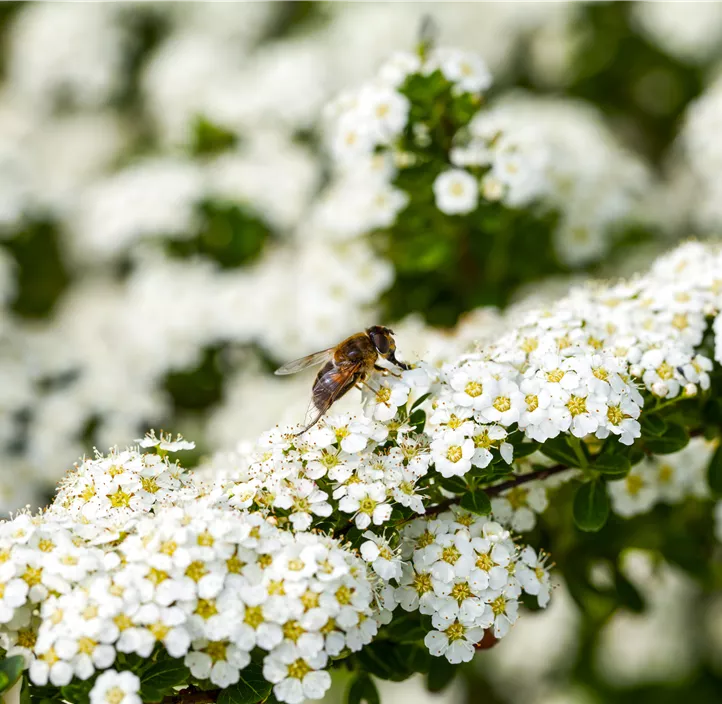 Brautspiere 'Compacta'