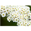 bellaflora Gartencenter GmbH