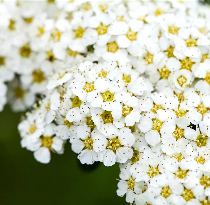 Brautspiere 'Compacta'