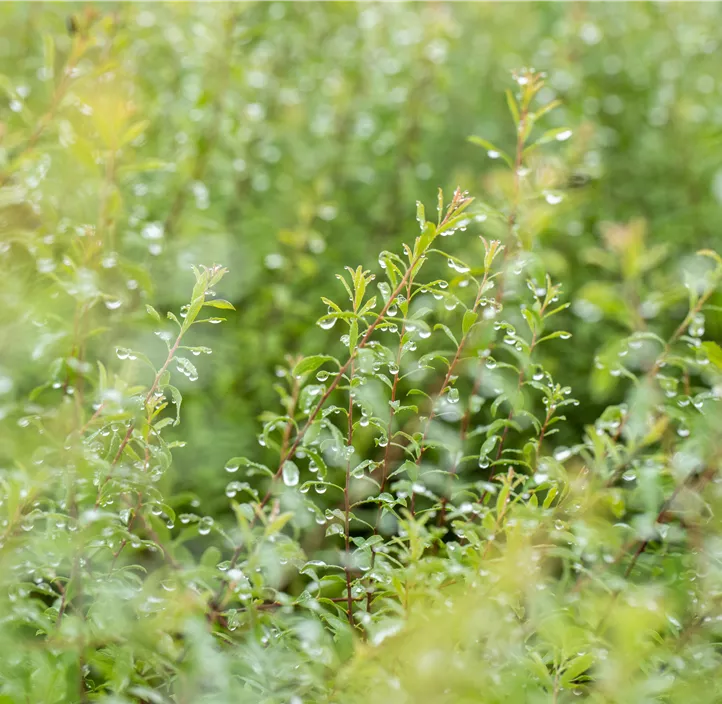 Brautspiere 'Compacta'