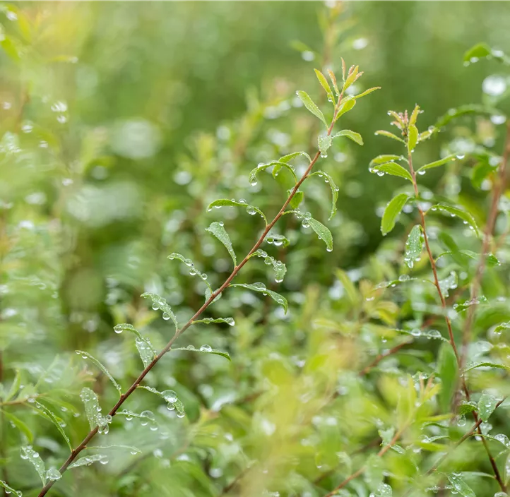 Brautspiere 'Compacta'