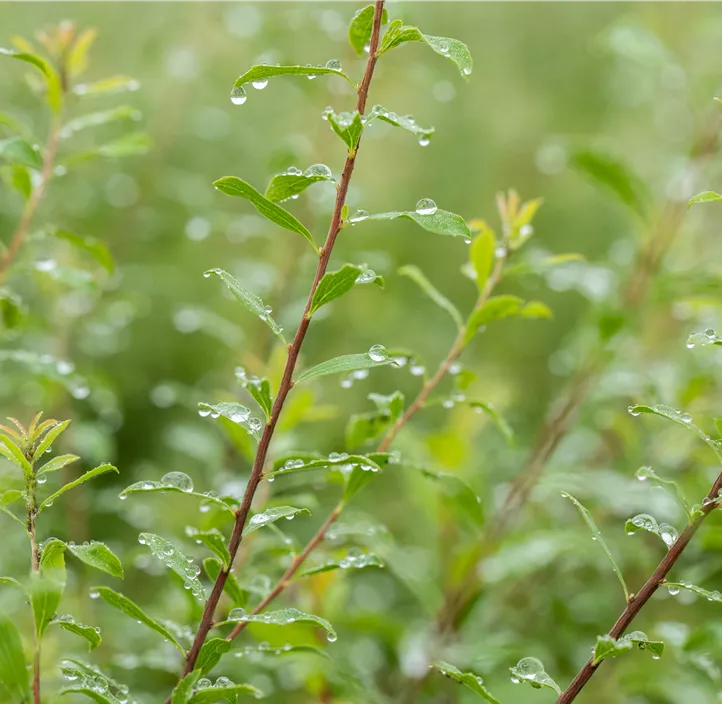 Brautspiere 'Compacta'