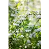 bellaflora Gartencenter GmbH