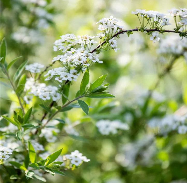 Brautspiere 'Compacta'