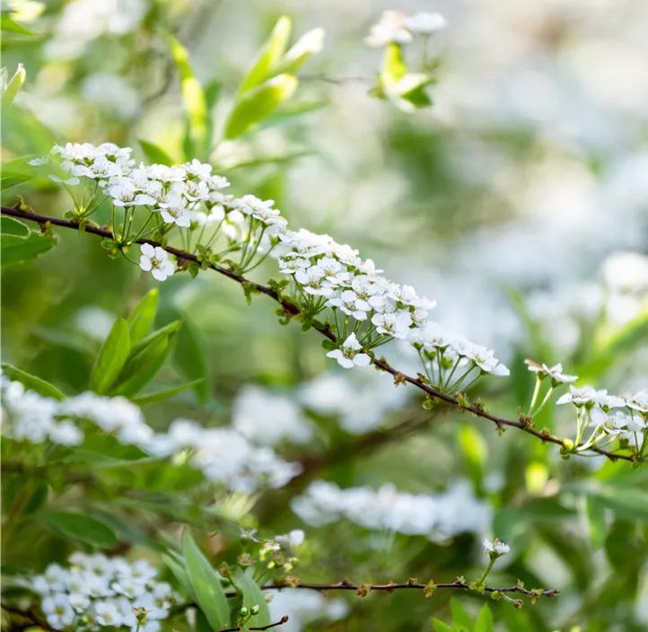 Brautspiere 'Compacta'