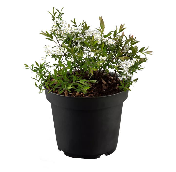 Brautspiere 'Compacta'