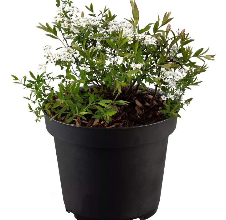 Brautspiere 'Compacta'