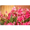 bellaflora Gartencenter GmbH