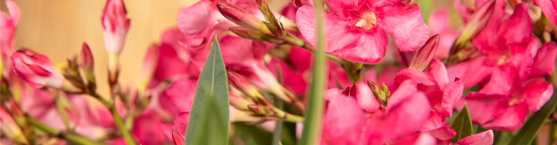 Wochenendaktionen für Gartenfreunde - Bellaflora