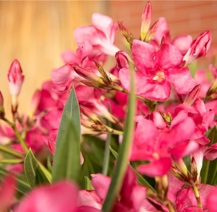 Oleander