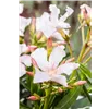 bellaflora Gartencenter GmbH