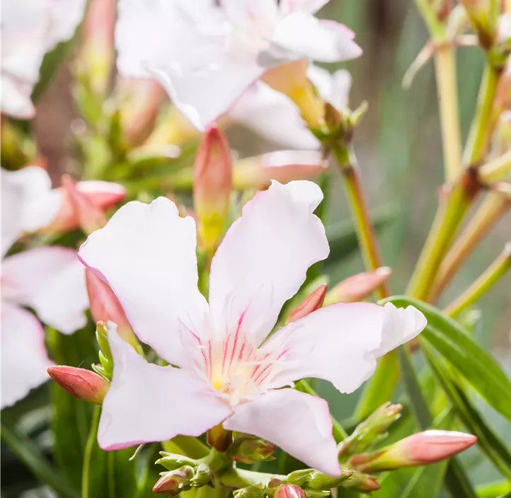 Oleander