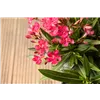 bellaflora Gartencenter GmbH