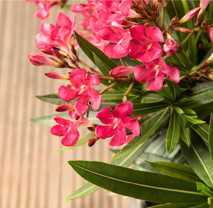 Oleander