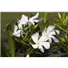 bellaflora Gartencenter GmbH