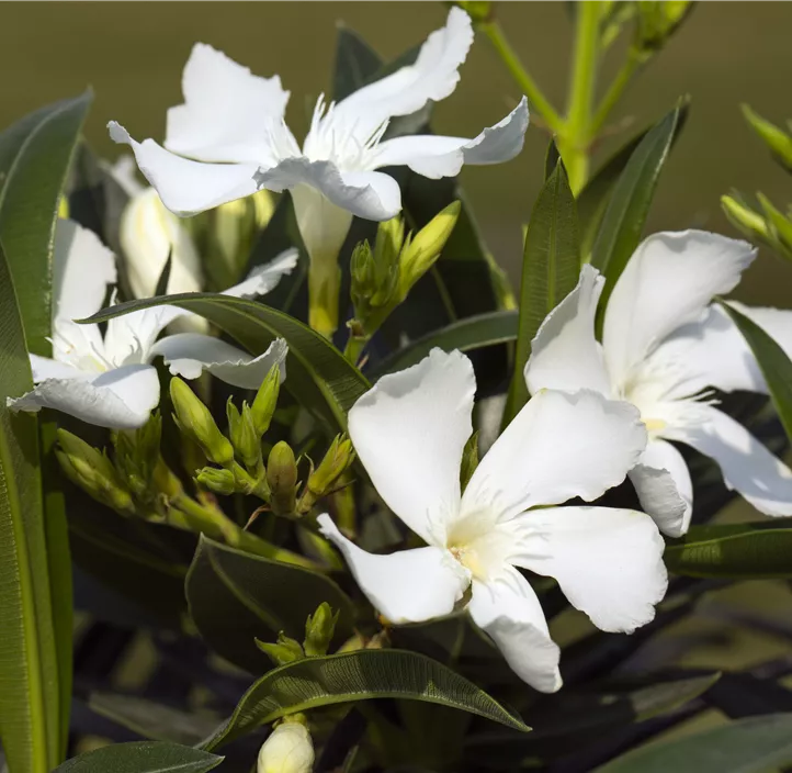 Oleander