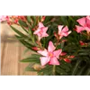 bellaflora Gartencenter GmbH