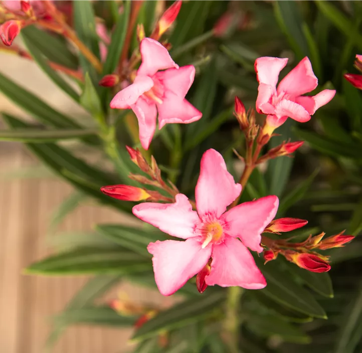 Oleander