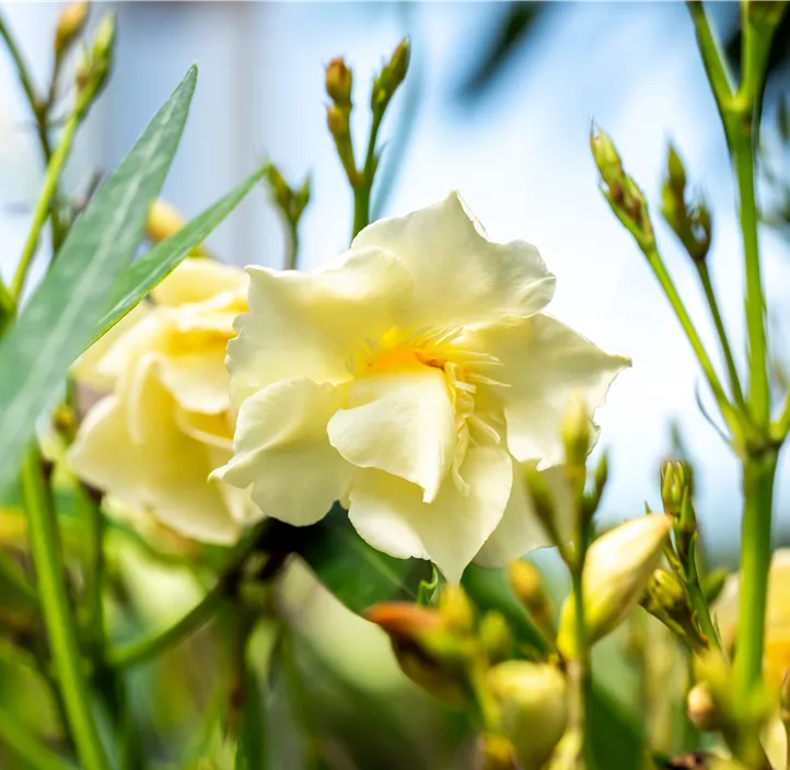 Oleander