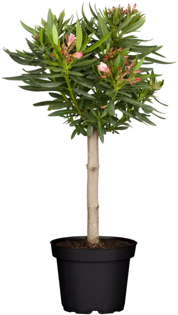 Nerium oleander dicker Stamm, Oleander - Bellaflora