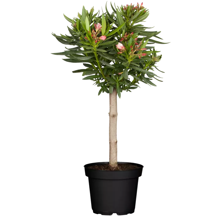 Oleander
