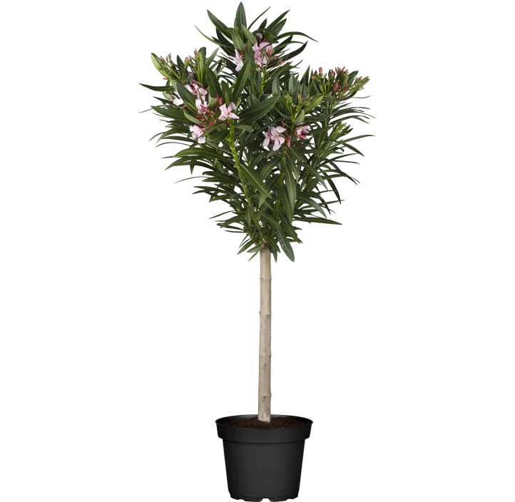 Oleander